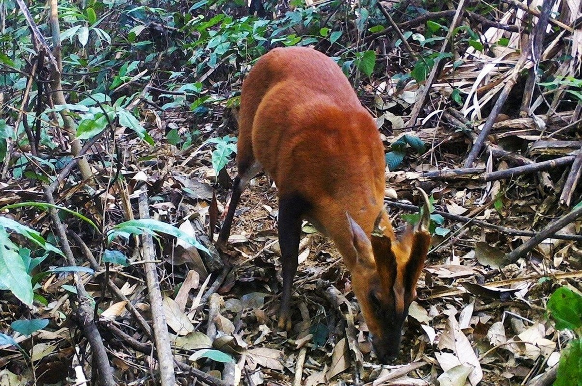 Khu Xuân Liên hiện là nơi duy nhất trên thế giới có quần thể Mang Pù Hoạt sinh sống, khẳng định đa dạng sinh học đặc biệt của khu vực, cùng các loài nguy cấp như Vượn đen má trắng. (Ảnh: Khu bảo tồn thiên nhiên Pù Hu)