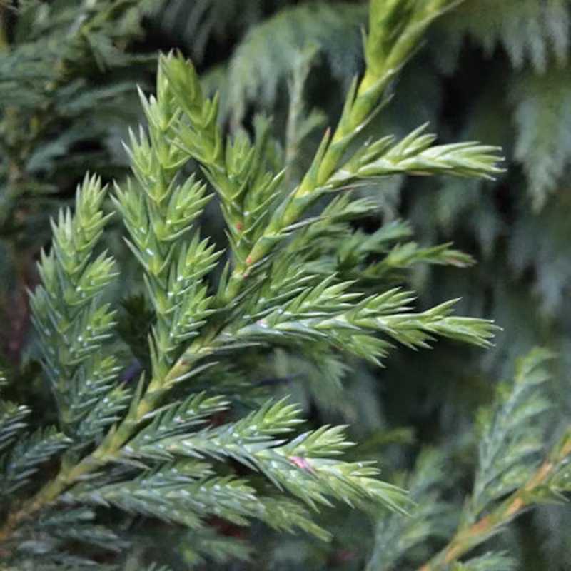 Cây cao 10-15m, thân thẳng, vỏ nâu đỏ, gỗ màu nâu vàng óng ánh, thơm đặc trưng, thớ mịn và cực kỳ cứng chắc. (Ảnh: A l'ombre des figuiers)