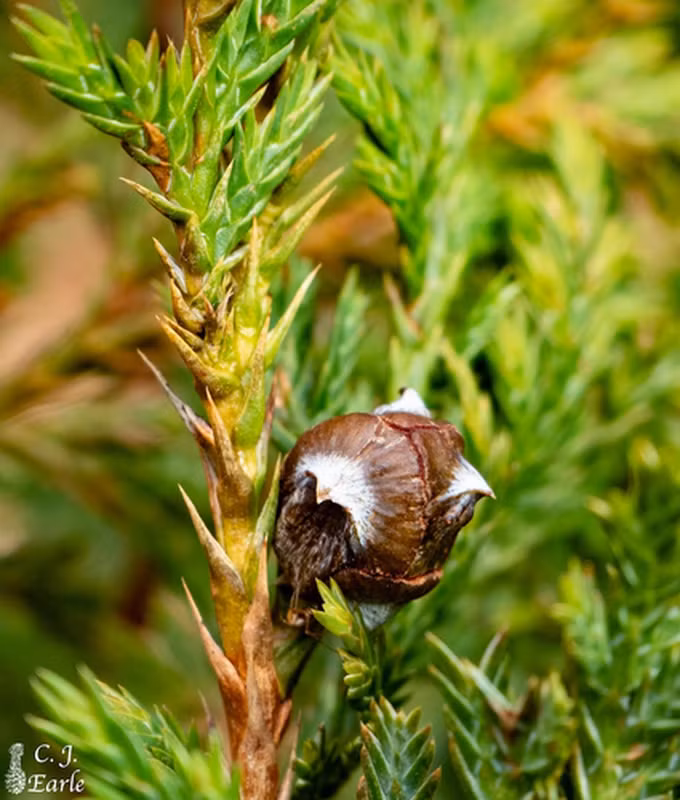Bách vàng phân bố tại Hà Giang, Cao Bằng và Tuyên Quang, sống trên các vách đá vôi hiểm trở ở độ cao từ 1.000 - 1.600m. (Ảnh: The Gymnosperm Database)