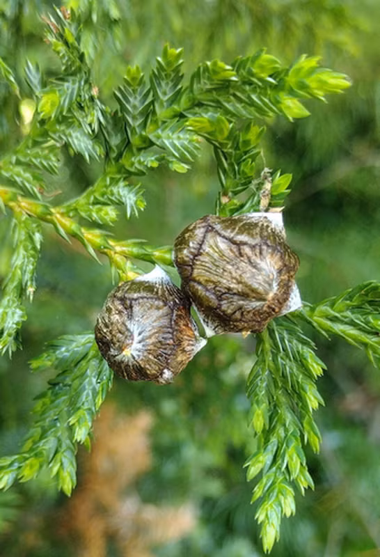 Bách vàng (Callitropsis vietnamensis), còn gọi là hoàng đàn vàng, là một loài cây gỗ đặc biệt quý hiếm, thuộc nhóm IA, nghiêm cấm khai thác trái phép. (Ảnh: Trees and Shrubs Online)