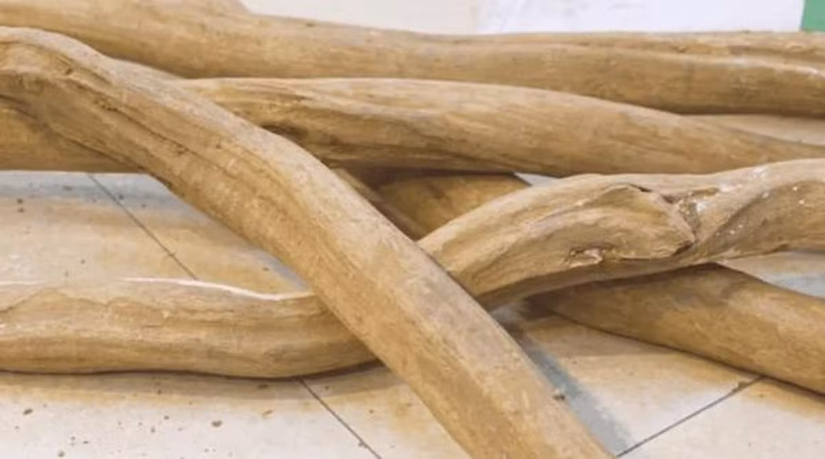 Sách Đỏ IUCN xếp bách vàng vào danh sách cực kỳ nguy cấp do phạm vi phân bố hẹp và số lượng suy giảm nhanh.(Ảnh: DNVN)