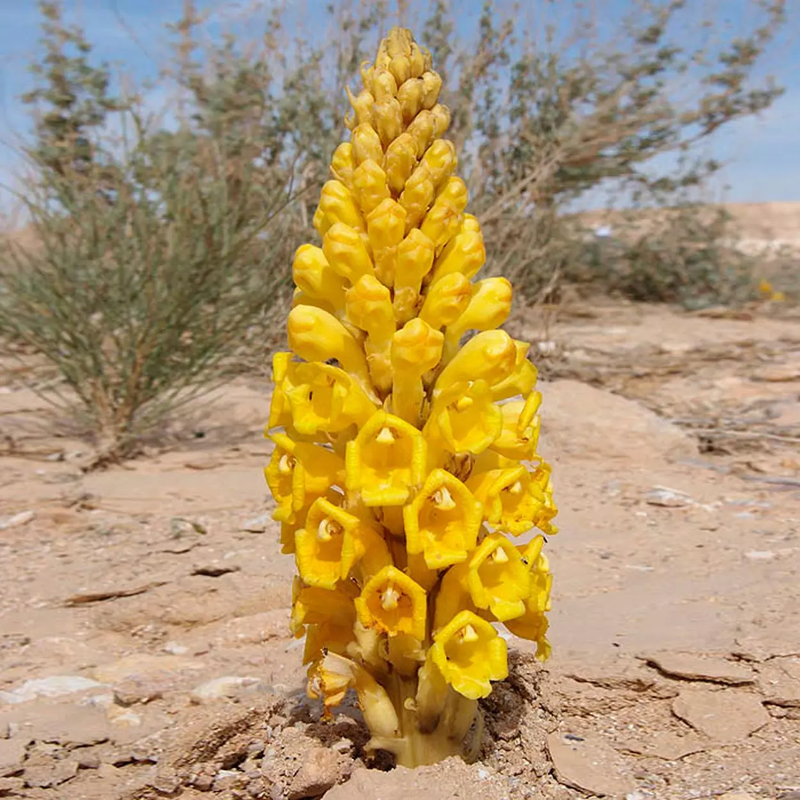 Nhục thung dung từng được Võ Tắc Thiên sử dụng như một "thuốc hồi xuân", giúp bà duy trì sinh lực ở tuổi già. (Ảnh: Beehive2u)