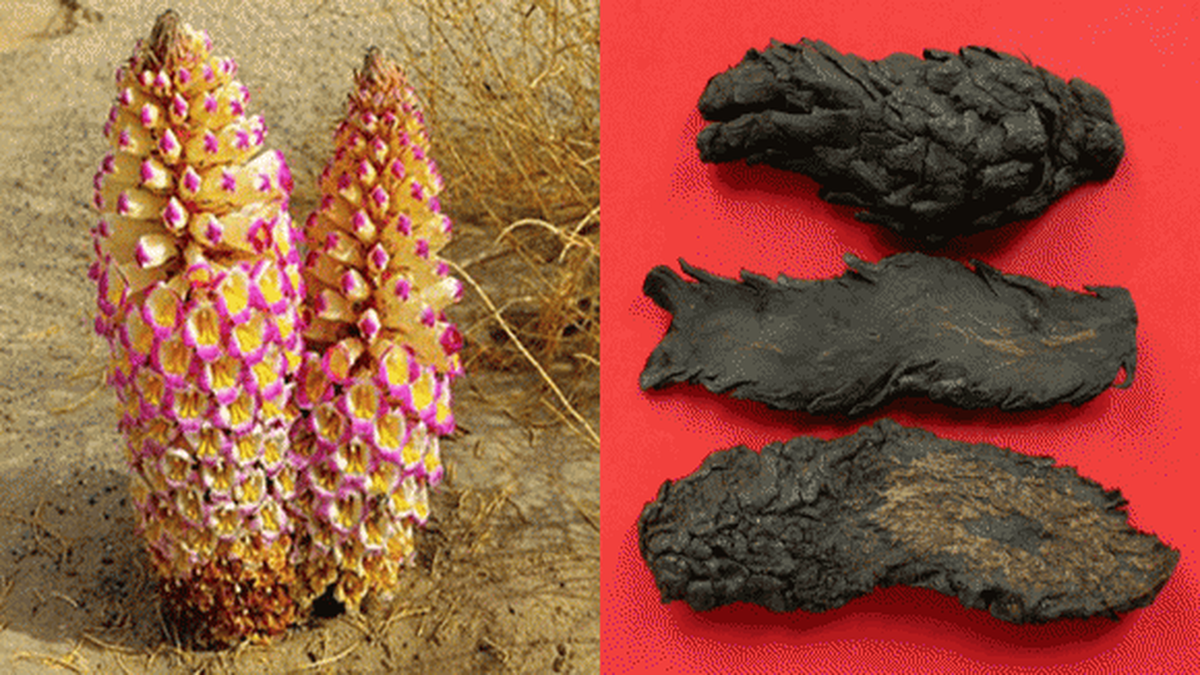 Các chuyên gia sau đó xác định vật thể này là cây Nhục thung dung, một loại dược liệu cực kỳ quý hiếm với giá trị lên tới hàng tỷ đồng. Ông Vương rất may mắn khi tìm thấy loại cây này và đã bán được với mức giá ấn tượng. (Ảnh: Thương hiệu và Pháp luật)