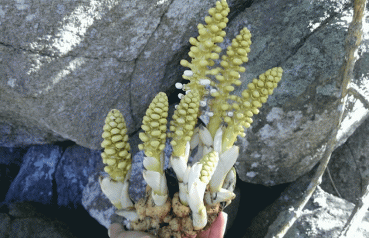 Cháu trai ông, đang học ngành Đông y và y học cổ truyền, cho rằng đây là một loại cây quý và gợi ý ông mang chúng lên thành phố kiểm định.(Ảnh: Thương hiệu và Pháp luật)