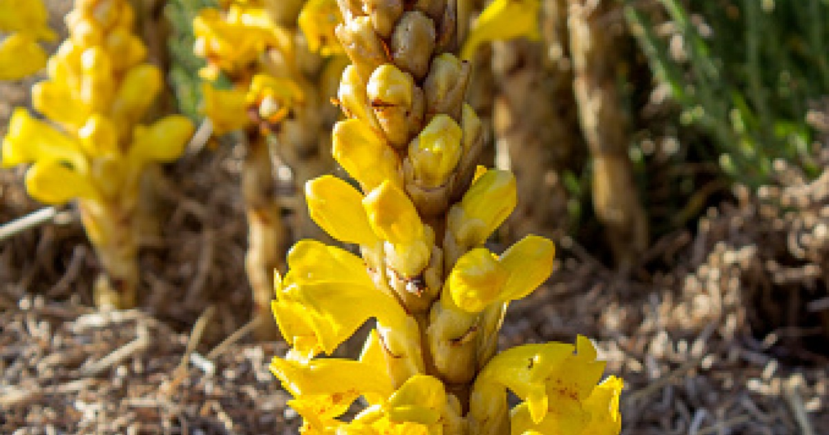 Nghiên cứu hiện đại cho thấy nó chứa nhiều hoạt chất sinh học giúp tăng cường miễn dịch, chống lão hóa, điều hòa huyết áp và kích thích tuyến thượng thận. (Ảnh: Herbie's Herbs)