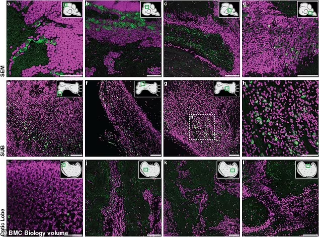 Nghiên cứu do tiến sĩ Remo Sanges và Graziano Fiorito dẫn đầu, tập trung vào hai loài bạch tuộc: Octopus vulgaris và Octopus bimaculoides. (Ảnh: dailymail)