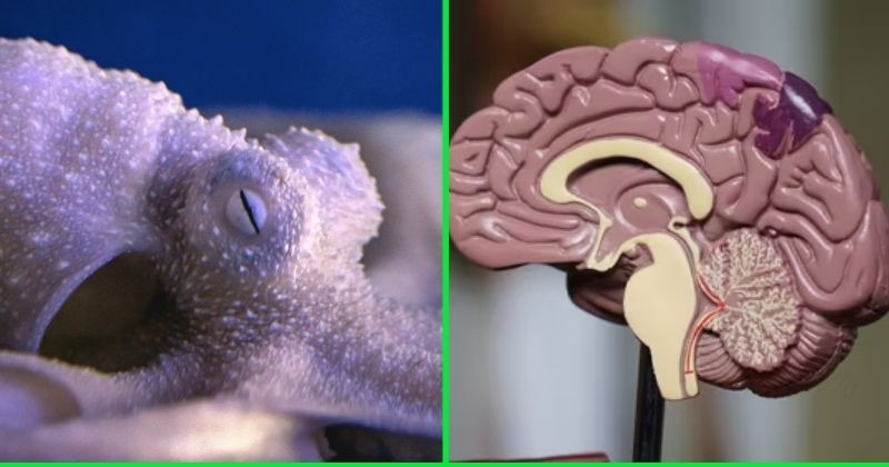 Đây là lần đầu tiên khoa học chứng minh sự giống nhau ở cấp độ gene di động giữa người và "loài từ ngoài hành tinh" bạch tuộc. (Ảnh: Indiatimes)