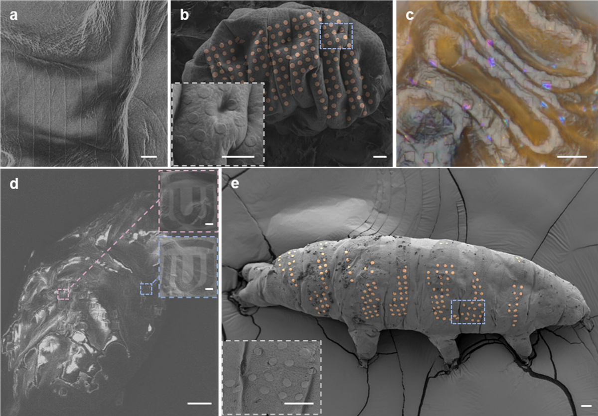 Điều này chứng minh rằng cơ thể sống có thể chịu được quá trình vi khắc mà không bị tổn thương chức năng. (Ảnh: Thanh niên Việt)
