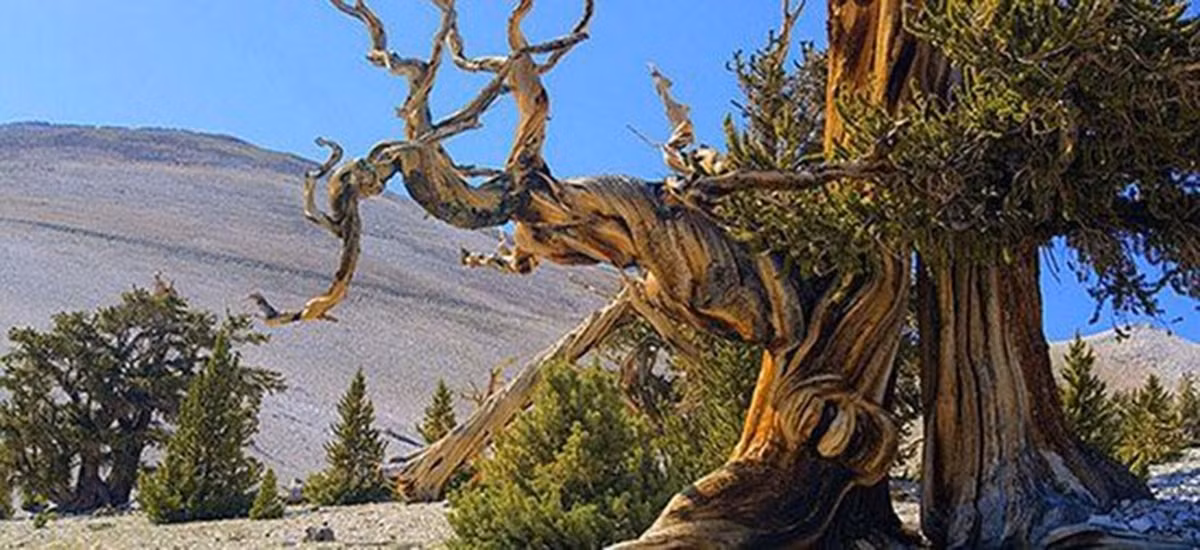 Loại gỗ quý này thường được dùng để chế tác đồ nội thất, tượng gỗ, vòng tay phong thủy và tinh dầu hỗ trợ điều trị chứng mất ngủ. (Ảnh: Facebook)