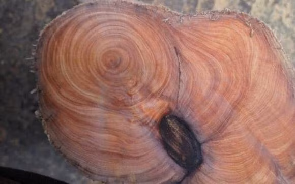 Thớ gỗ mịn, vân đều, không bị mối mọt, rất bền chắc, thậm chí sau hàng trăm năm vẫn không bị nứt nẻ. (Ảnh: DNVN)