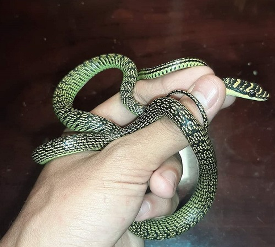 Vì vậy, khi gặp phải rắn cườm, mọi người không cần phải hoảng sợ và có thể xua đuổi chúng đi, thay vì cố gắng giết hại. (Ảnh: ANTĐ)