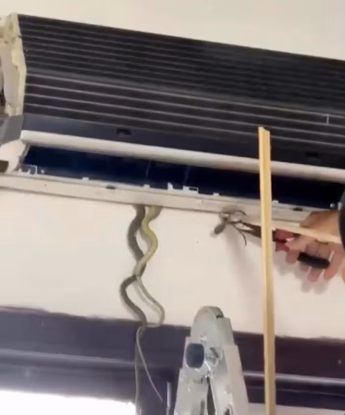 Mọi người trong nhà nghĩ đó là đuôi chuột, nhưng con gái chị H nghi ngờ có rắn bên trong nên gọi thợ đến kiểm tra. Khi thợ đến nhà, mở nắp máy ra, mọi người kinh hãi khi thấy có nhiều đuôi rắn thò ra ngoài. Cuối cùng thợ sửa máy bắt được 7 con "quái thú" trú trong máy điều hòa. Được biết đây là loại rắn cườm.(Ảnh: TN)