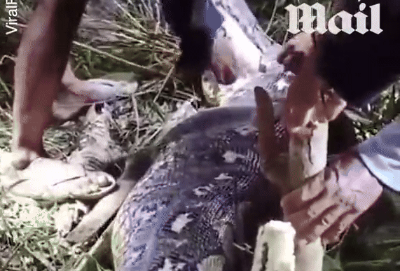 Tại tỉnh Nam Sulawesi, Indonesia, một thảm kịch xảy ra khi bà Hasia, 66 tuổi, bị một con trăn khổng lồ dài hơn 7m tấn công và nuốt chửng.