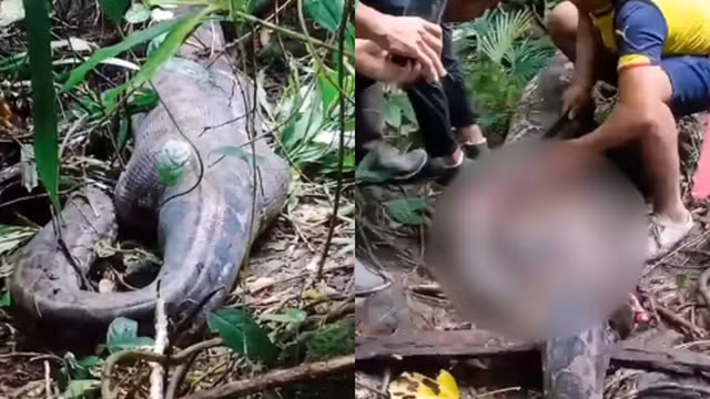 Kinh nghiệm này là kỹ năng sinh tồn quan trọng cho những ai sống gần rừng rậm, nơi trăn khổng lồ thường ẩn nấp.