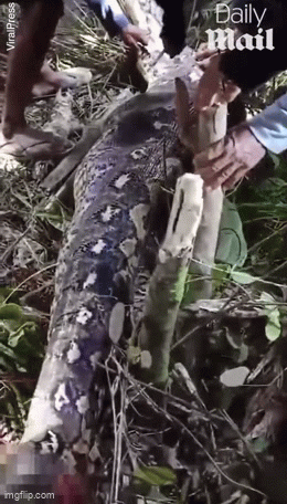 Sau khi mất tích, dân làng phát hiện con " quái thú" với bụng phình to bất thường.