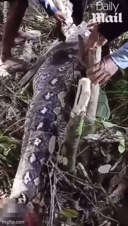 Sau khi mất tích, dân làng phát hiện con " quái thú" với bụng phình to bất thường.