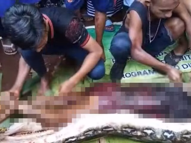 Các chuyên gia cảnh báo rằng nạn phá rừng và đô thị hóa đang đẩy loài trăn khổng lồ vào gần khu dân cư, làm tăng nguy cơ tấn công.