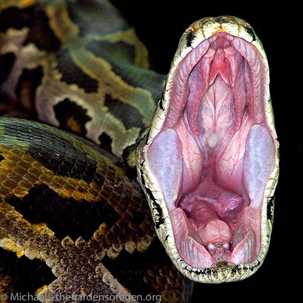 Các nhà sinh vật học cho rằng con trăn đã phục kích, siết chặt nạn nhân đến bất tỉnh trước khi nuốt chửng.