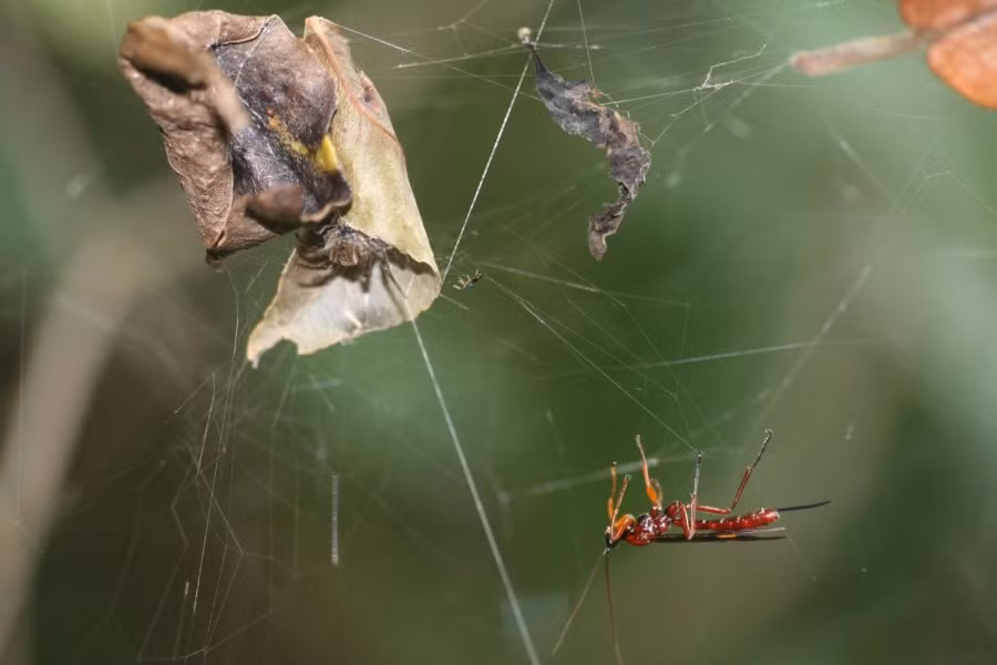 Sau khi ký sinh, ấu trùng tiết hóa chất khiến nhện xây kén đặc biệt, rồi ăn thịt nhện và nằm trong chiếc kén đó hóa nhộng.(Ảnh: The Triz Journal)