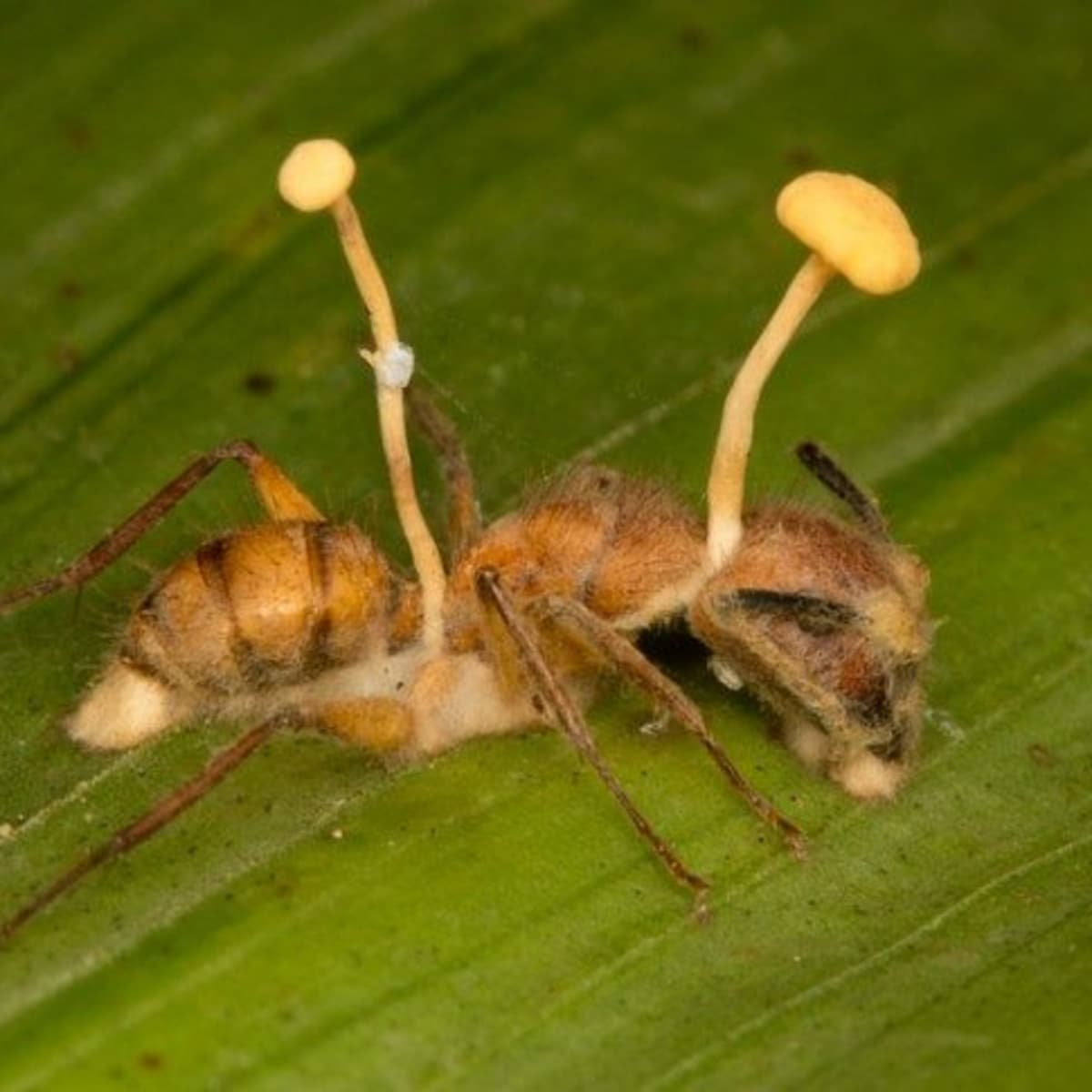 1. Nấm Cordyceps: Loài nấm ký sinh chuyên "cướp quyền điều khiển" kiến thợ mộc. Đây là một trong những loài ký sinh trùng "zombie" có thật khiến thế giới tự nhiên rùng rợn. (Ảnh: Owlcation)