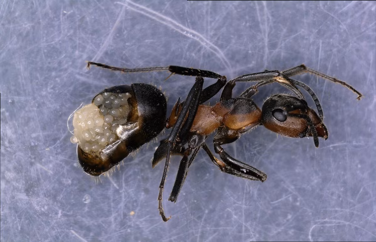 Khi trời sáng mà chưa bị ăn, nó tạm "trả lại" quyền điều khiển để kiến tự bò về tổ.(Ảnh: Wikimedia Commons)