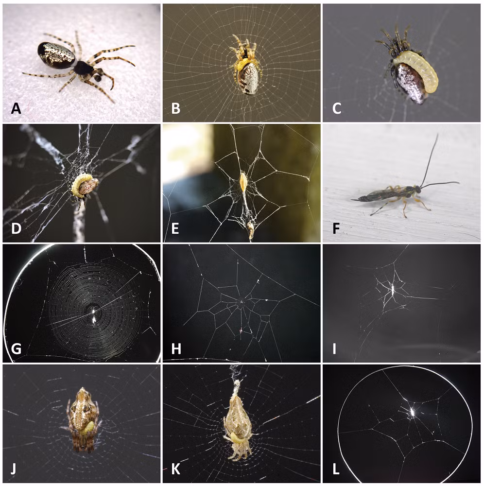 3. Ong bắp cày Polysphincta: Biến nhện thành "công nhân xây tổ" phục vụ cho ấu trùng ong.(Ảnh: Thanh niên Việt)
