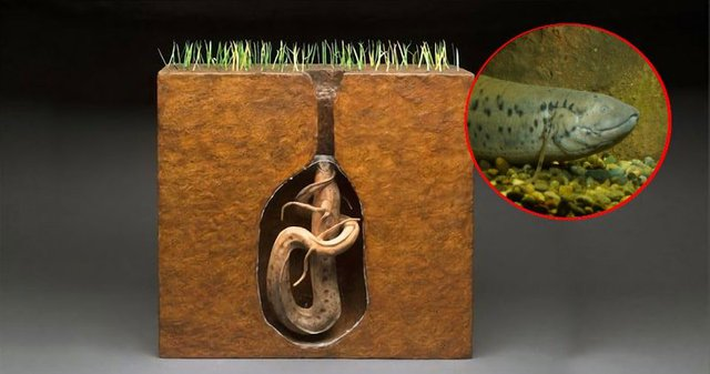 Quá trình này là quá trình ngủ hè và kéo dài một thời gian dài, thậm chí có thể tới 4 năm, giúp chúng tồn tại mà không cần thức ăn hay nước uống. (Ảnh: NatGeo)