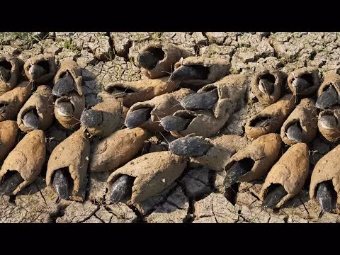 Cá phổi châu Phi đã tiến hóa để tồn tại trong trạng thái không hoạt động trong lớp bùn khi nước cạn, và quá trình ngủ hè giúp chúng vượt qua điều kiện khô nóng. (Ảnh: NatGeo)