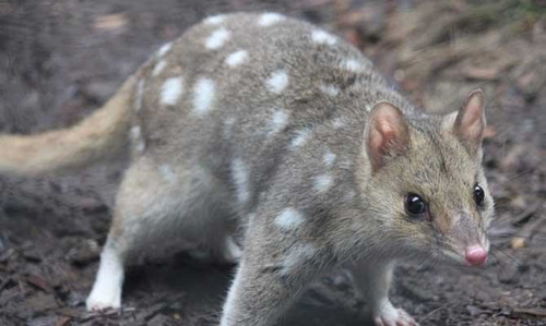 Đây là loài thú có túi ăn thịt lớn nhất ở Úc, được mệnh danh là “sát thủ” với khả năng leo trèo giỏi và săn mồi hung dữ.(Ảnh: Báo tin tức)