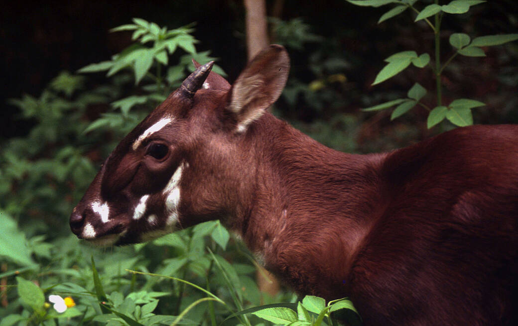 Số lượng hiện chưa xác định rõ, có thể chỉ còn vài chục đến vài trăm cá thể. (Ảnh: WWF)