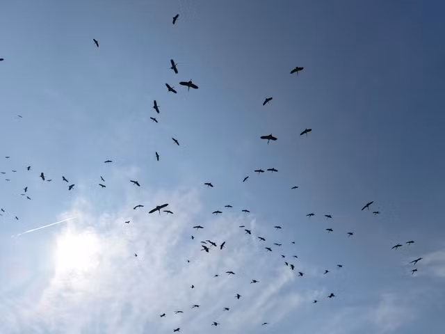 Gần 400 cá thể cò nhạn – loài chim quý hiếm thuộc Sách Đỏ Việt Nam – vừa được phát hiện tại vùng đệm Vườn quốc gia Phong Nha - Kẻ Bàng, mang lại hy vọng lớn cho công tác bảo tồn đa dạng sinh học. (Ảnh: Người đưa tin)