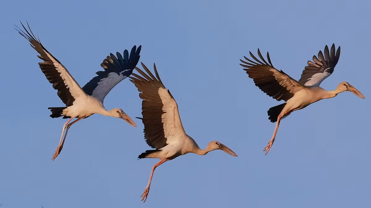 Cò nhạn (hay cò ốc, tên khoa học Anastomus oscitans) là loài chim nước lớn, nổi bật với bộ lông trắng và cánh đen ánh lục/tím. (Ảnh: Người đưa tin)