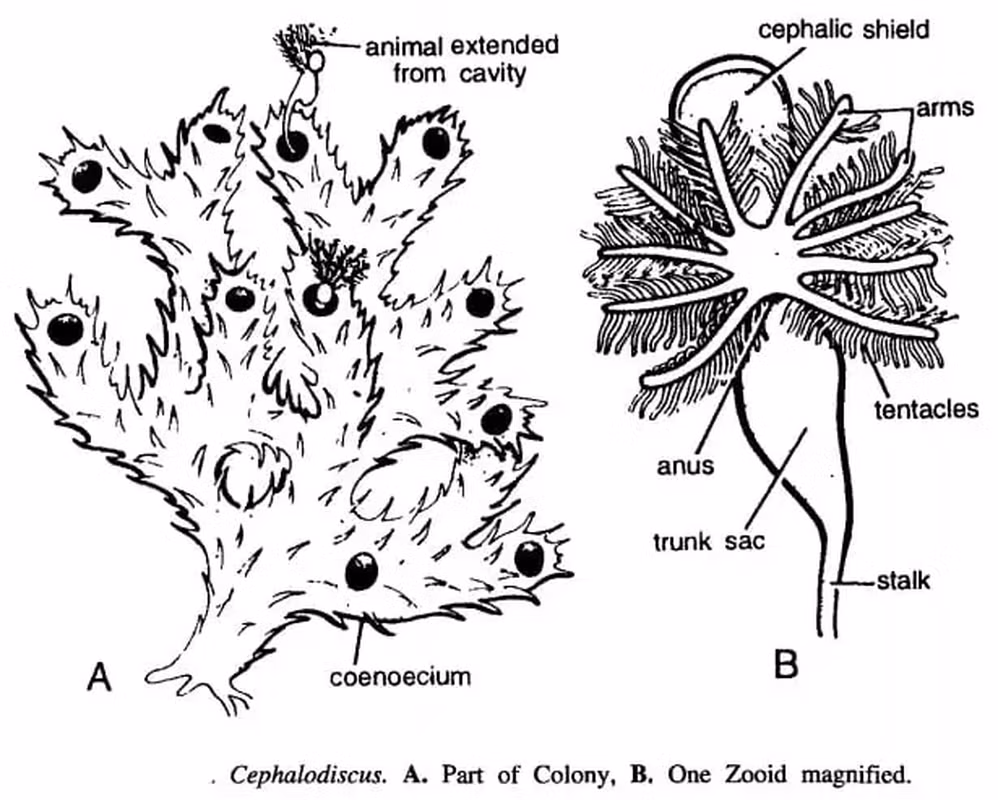 Không lâu sau, các chuyên gia đã phát hiện sự thật về viên đá. Hóa ra, những sợi tóc trắng đó thực chất là một sinh vật cổ đại sống trong đá có tên Cephalodiscus. Ngay lập tức, ngôi làng nơi cụ ông Wang sinh sống đã phải phong tỏa.