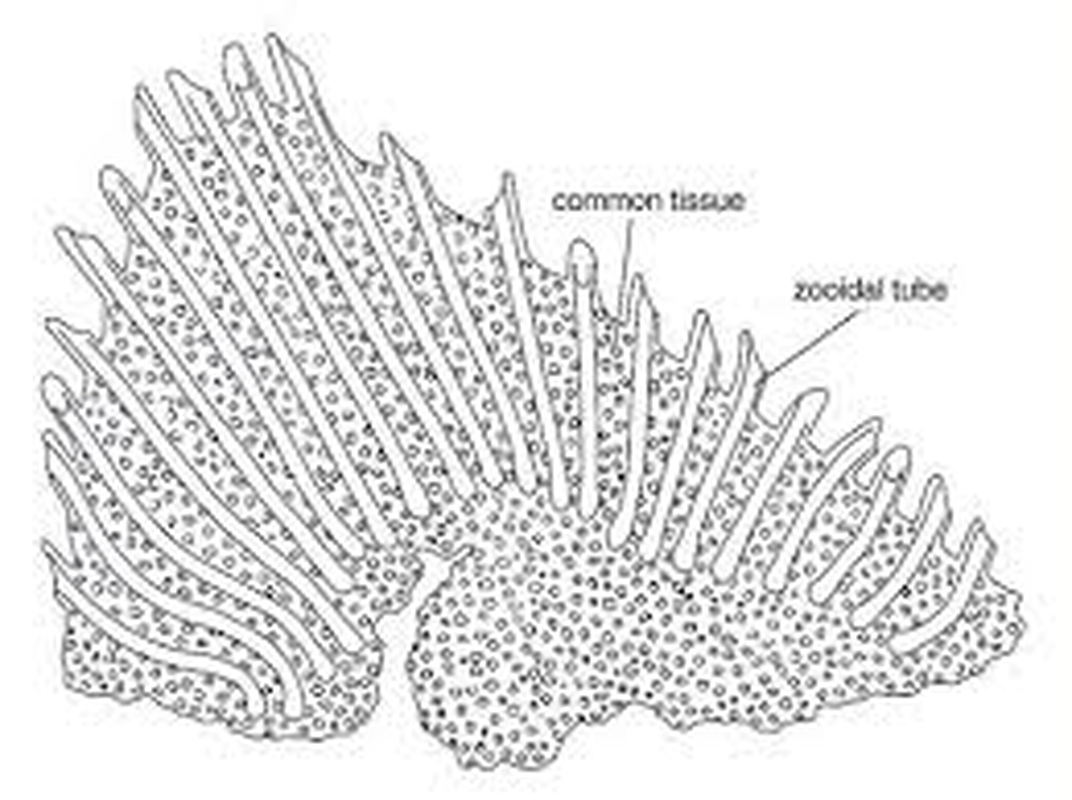 Các chuyên gia cho rằng, sinh vật cổ đại này đã bị diệt vong hoàn toàn. Thế nhưng, phát hiện mới đây nhất cho thấy loài Cephalodiscus vẫn còn tồn tại. Vì thế, việc tìm kiếm những con Cephalodiscus trong ngôi làng rất quan trọng, có giá trị nghiên cứu cao. Đó là lý do họ phải phong tỏa ngôi làng để phục vụ mục đích nghiên cứu.