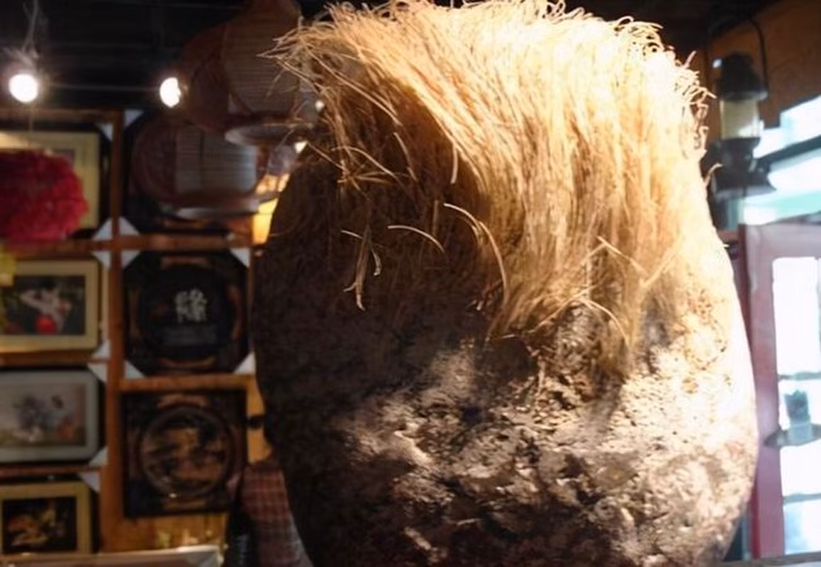 Tuy nhiên, sau khi tìm kiếm cẩn thận, các chuyên gia không tìm thấy viên đá thứ 2 giống hệt. Điều này chứng tỏ loại sinh vật này là rất hiếm. Khi cụ ông Wang biết được sự thật này, cụ ông hết sức ngạc nhiên và mừng rỡ, đồng thời nhanh chóng bàn giao lại viên đá cho nhà nước để các nhà khoa học tiếp tục nghiên cứu. Sau đó, chính quyền địa phương cũng đã tặng lại cho cụ ông Wang một phần thưởng tương xứng.