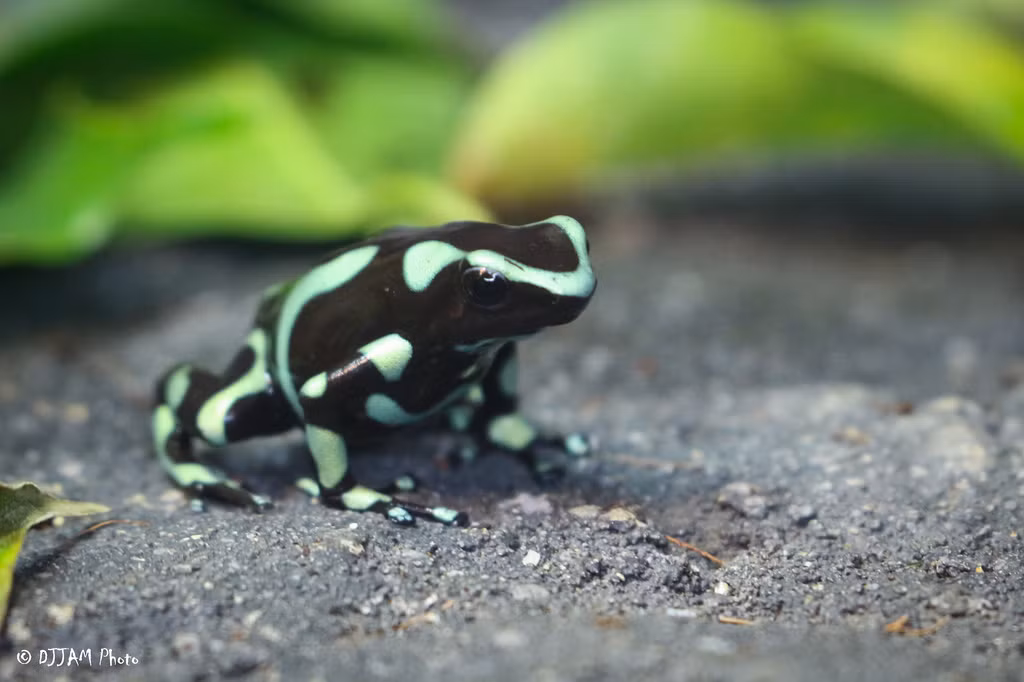 Hiện nay, nhiều loài đang bị đe dọa tuyệt chủng do nạn phá rừng, biến đổi khí hậu và buôn bán động vật hoang dã. Nếu không được bảo vệ, những “viên ngọc sống” này có thể vĩnh viễn biến mất cùng những bí ẩn của rừng già.(Ảnh: Cincinnati Zoo)