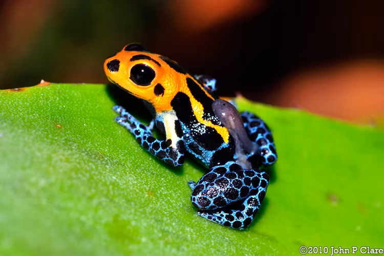 Ếch phi tiêu độc được mệnh danh là “ viên ngọc sống” của rừng rậm Amazon nhờ màu sắc rực rỡ như tranh vẽ. (Ảnh: KQED)