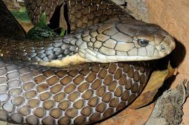 Chúng có tập tính ăn thịt các loài rắn khác, kể cả rắn độc, và đôi khi ăn cả thằn lằn và động vật nhỏ.(Ảnh: Biopix)