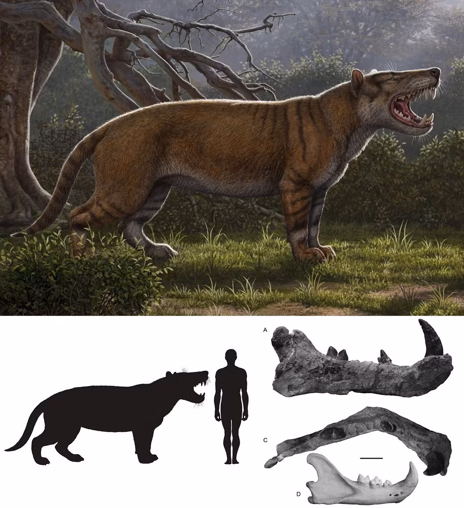 Loài này từng là động vật ăn thịt thống trị châu Phi cách đây hơn 20 triệu năm, trước cả sự xuất hiện của sư tử hay chó sói.(Ảnh: Species New to Science)