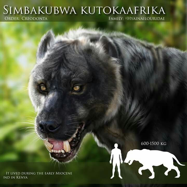 Simbakubwa là thành viên sớm nhất từng biết của họ hyaenodonts, một nhóm thú ăn thịt cổ đại không liên quan đến sư tử hay linh cẩu ngày nay.(Ảnh: Thanh niên Việt)