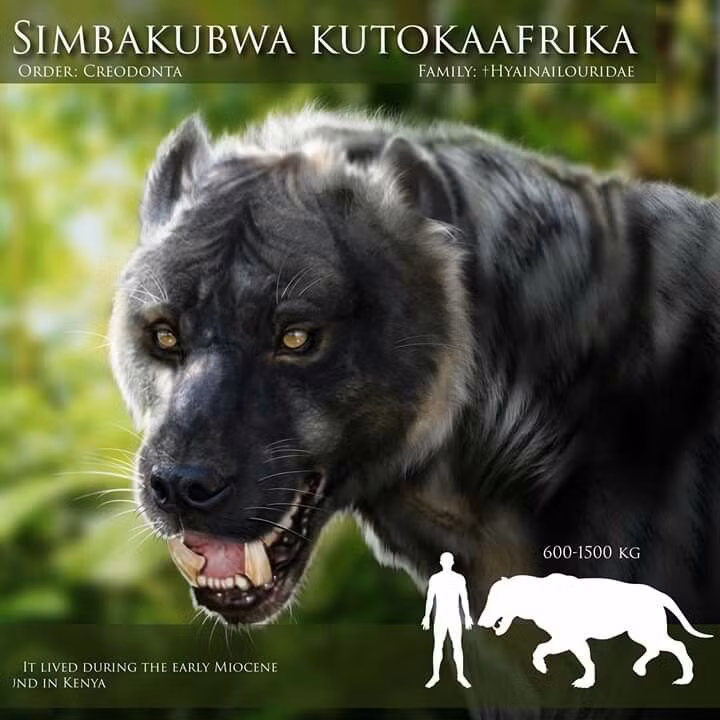 Simbakubwa là thành viên sớm nhất từng biết của họ hyaenodonts, một nhóm thú ăn thịt cổ đại không liên quan đến sư tử hay linh cẩu ngày nay.(Ảnh: Thanh niên Việt)