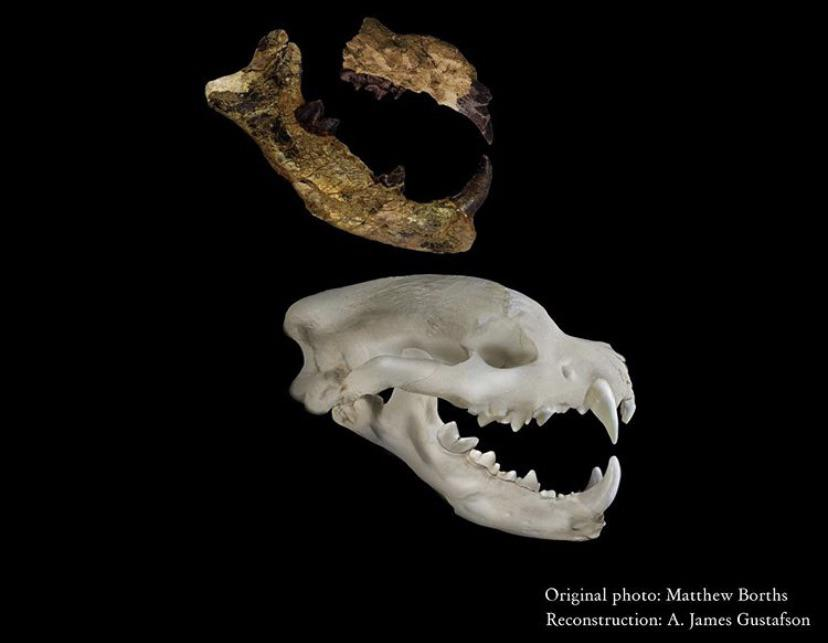 Các nhà khoa học hài hước chia sẻ rằng thật may mắn vì Simbakubwa đã tuyệt chủng, bởi thật khó tưởng tượng nếu con quái thú này còn sống trong thế giới hiện đại.(Ảnh: Reddit)