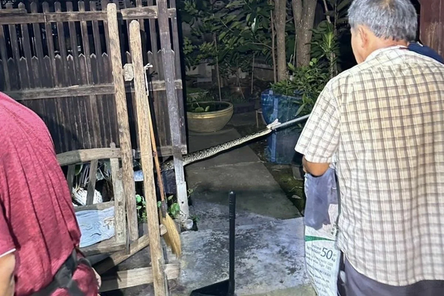 Nhân viên cứu hộ Jarun Marbkhuntod đã đến và bắt được một con trăn dài hơn 4m. Tuy nhiên, trong lúc sơ suất, con "quái thú" siết chặt cổ ông Jarun, khiến ông bất tỉnh. Chủ nhà đã cố gắng cứu Jarun và nhốt con trăn trong túi, sau đó cầu cứu hàng xóm. (Ảnh: Người đưa tin)