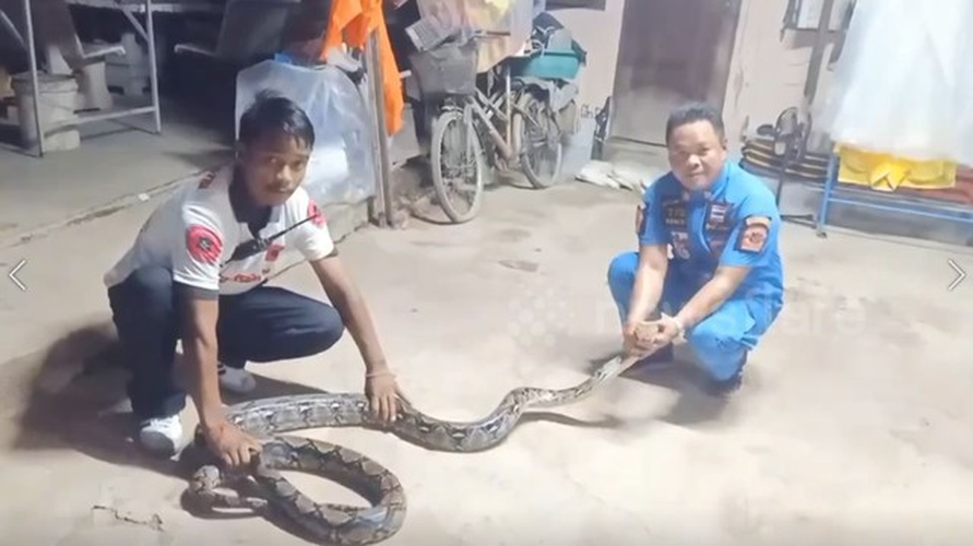Cách đây không lâu, một người phụ nữ lớn tuổi ở tỉnh Nakhon Pathom, Thái Lan, đã kinh hãi khi phát hiện "quái thú" dài gần 5 mét nuốt chửng con mèo của mình. "Đó là một con trăn lưới", chủ nhà cho biết. Ngay sau khi phát hiện, bà đã gọi các chuyên gia đến giúp đỡ. Vì con "quái thú" vẫn còn no sau bữa ăn nên các chuyên gia đã dễ dàng bắt được và thả vào khu rừng cách xa khu phố. (Ảnh: Người đưa tin)