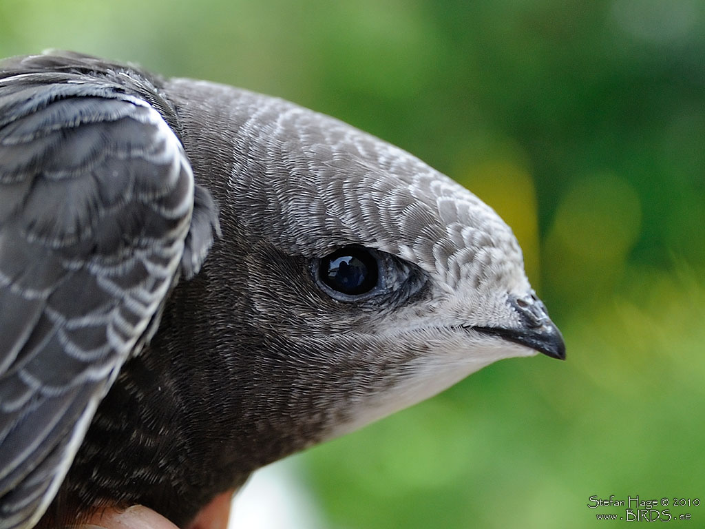 Khi rời tổ từ nhỏ, chim én sẽ sống gần như trọn đời trên bầu trời – một kỳ tích tiến hóa phi thường.(Ảnh: Flickr)