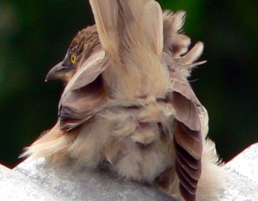 Hành vi giao phối của chim én diễn ra chớp nhoáng qua “nụ hôn cloacal”, khi hai con chim áp sát lỗ huyệt.(Ảnh: Osprey Tales)