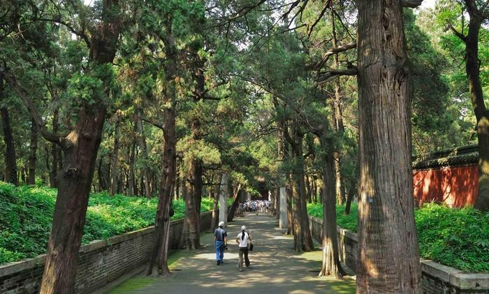 Tuy nhiên, giới khoa học bác bỏ yếu tố tâm linh và chỉ ra nguyên nhân thực tế đầu tiên là do học trò Tử Cống chọn xây lăng ở nơi đặc biệt và sau này con cháu Khổng Tử trồng nhiều cây khải và cây bách, vốn là những loài cây quạ không thích đậu. (Ảnh: Sohu)