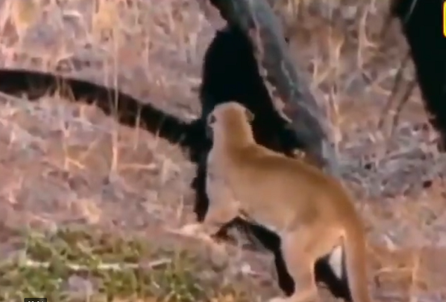 Phụ huynh của báo, với tốc độ và cú nhảy uy lực, đã bảo vệ con non bằng một sự hung hăng đầy bất ngờ. (Nguồn: Animal channel)
