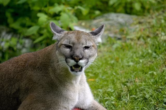 Trong những tình huống như vậy, gấu đen có thể phải rút lui trước sự phản kháng đầy quyết liệt của báo sư tử. (Ảnh: Tiền phong)