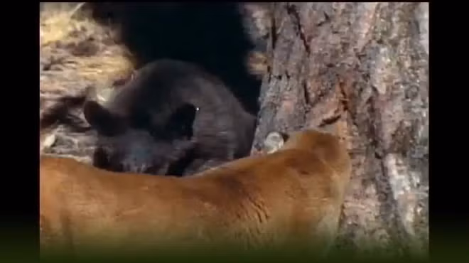 Sự tồn tại của cả hai loài đối mặt với nguy cơ từ việc xâm lấn môi trường sống, làm dấy lên tầm quan trọng của công tác bảo tồn thiên nhiên. (Ảnh: 24h)